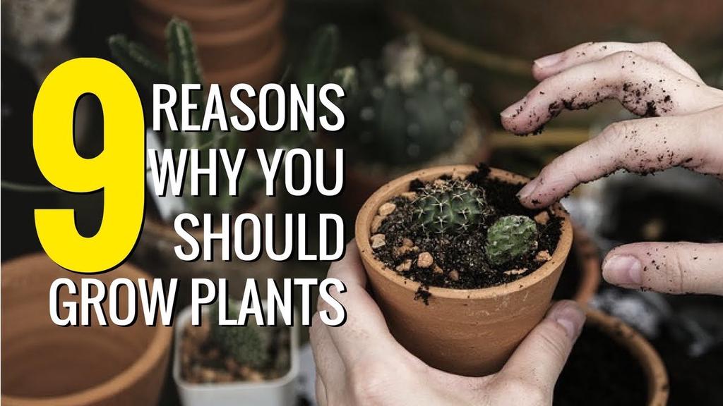 'Video thumbnail for Benefits of Gardening As A Hobby and Why You Should Be A Gardener'